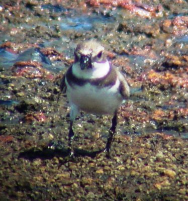 8652 Semipalmated Plover.JPG