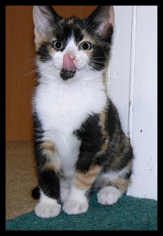 Kitten Mias tongue