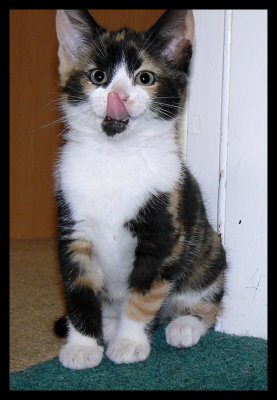 Kitten Mia's tongue