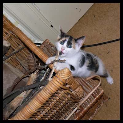 Lily up to no good with the wood basket.