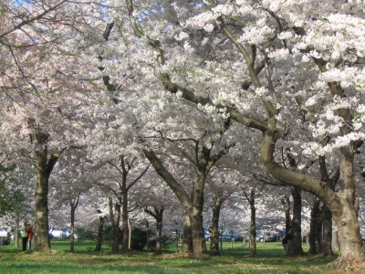 Cherry Blossom, DC