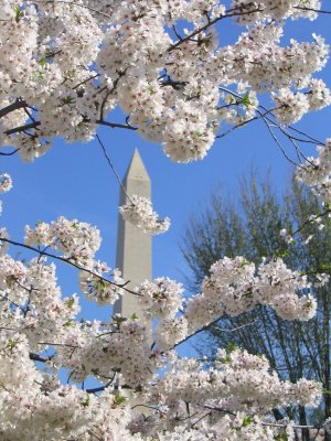 Washington Monument and Cherry Blossom