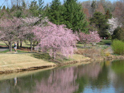 Meadowlark Park, Vienna, Virginia