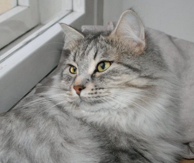 Izzi - IC Izida von der Goldenen Sima - Siberian Cat - Siperiankissa