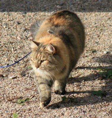 Roosa & Hertta - Siberian Cats