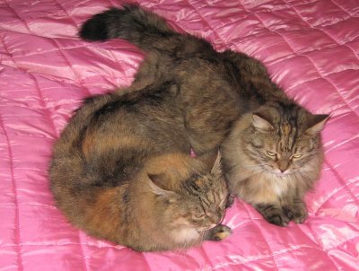 Roosa & Hertta - Siberian Cats