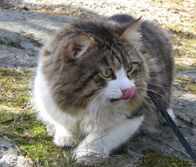 Siberian Cat Boogie  taking a walk in early spring 2007