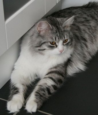 Siberian Cat Amante's Hard Rock aka Lil Jon 10 months