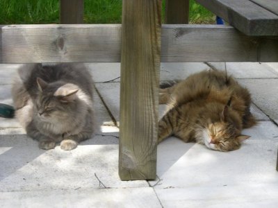 Amanda, Heta & Faust - Siberian Cats