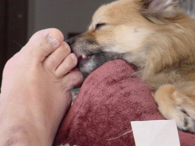 Daisy May licking my toes