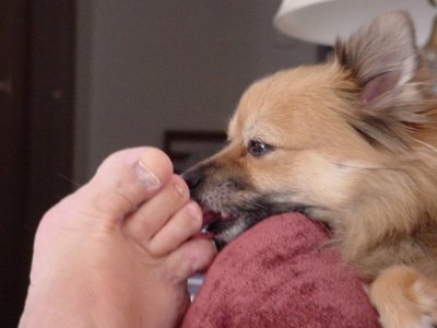Daisy May licking my toes