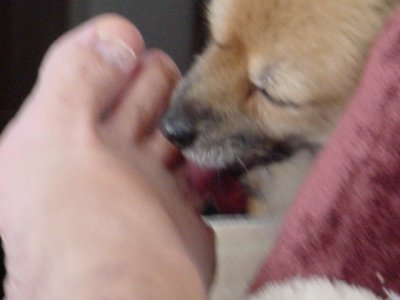 Daisy May licking my toes