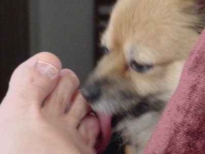 Daisy May licking my toes