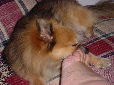 Daisy May licking my toes