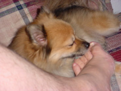 Daisy May licking my toes