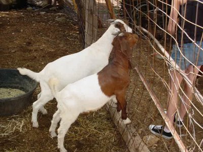 two hungry goats