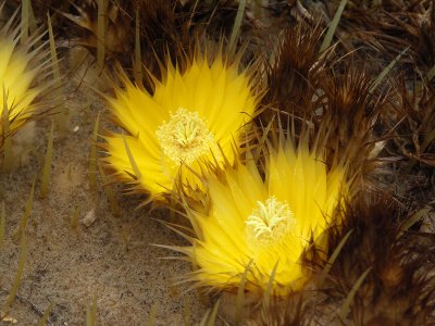 Golden Barrel Cactus Flowers