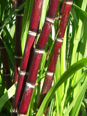 Sugar cane stalk