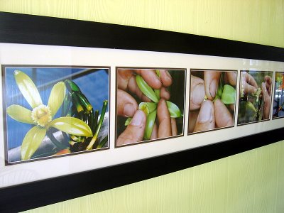 Pollination of the vanilla flowers