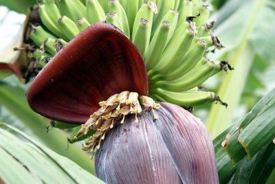 Banana Flower