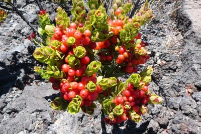 Ohelo Berries.