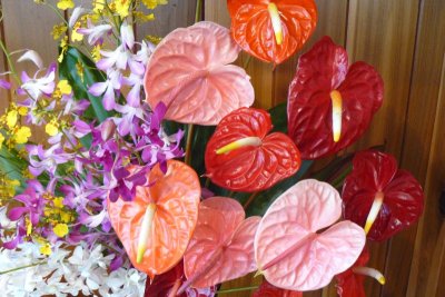 Asakusa Gardens, Anthuriums, Volcano