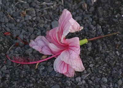 Fallen but not forgotten, red hibiscus