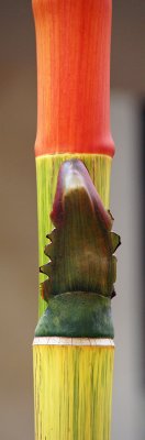 Red sealing wax palm (Cyrtostachys renda)