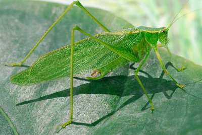 88 Green Grasshopper 4.jpg