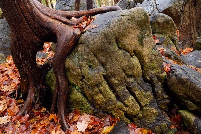 97 Cedar Root on Rock.jpg