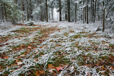 97 Fresh snow on woodland grass.jpg