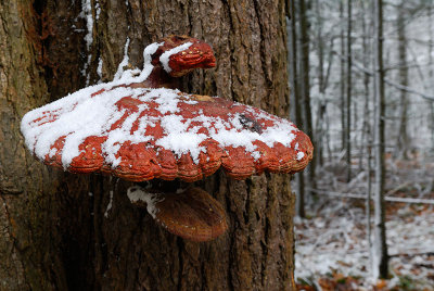 97 Red Fungus on Tree.jpg