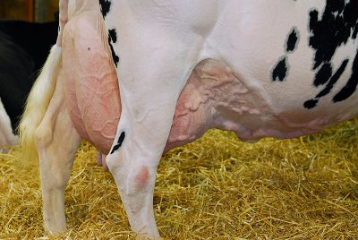 99 Holstein milk cows 3.jpg