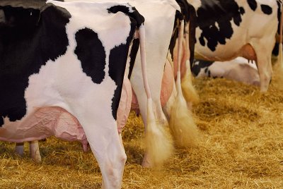 99 Holstein milk cows 6.jpg