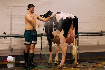 99 Showering with the Holstein.jpg