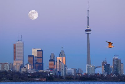 105 Moonrise Toronto with seagull 1.jpg