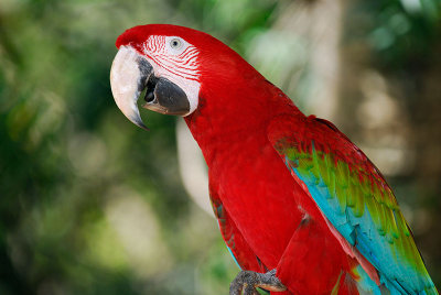 113 Red and Green Macaw.jpg
