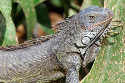 113 Green Iguana.jpg