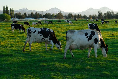 129 Cows and Sisters 2.jpg