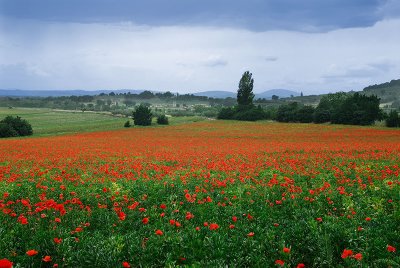 131 Assisi Poppies.jpg