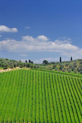 137 Tuscan Hills 3.jpg