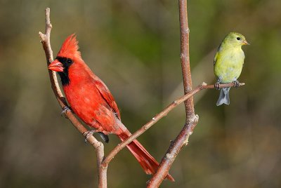 118 Cardinal and Finch.jpg