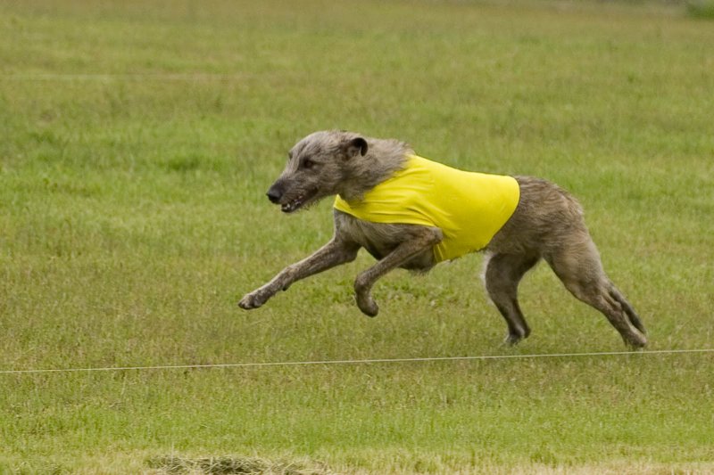 coursing_april_07