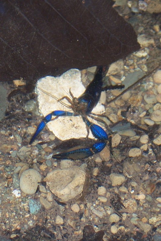 Costa Rica 137.jpg