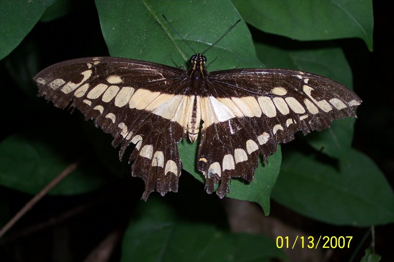 Costa Rica 313.jpg