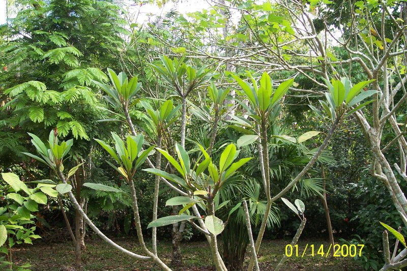 Costa Rica 365.jpg