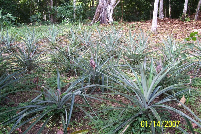 Costa Rica 367.jpg