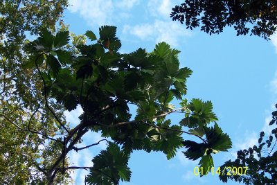 Costa Rica 352.jpg