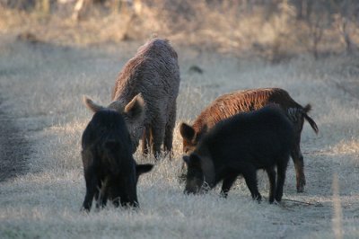 Feral Hogs