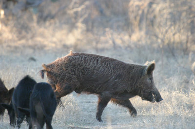 Feral Hogs